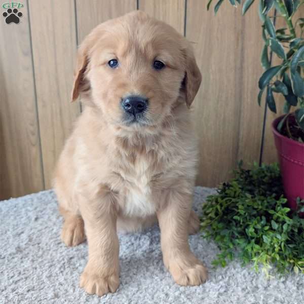 Ralph, Golden Retriever Puppy